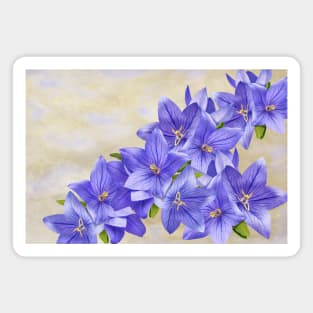 Bellflowers in Blue Magnet